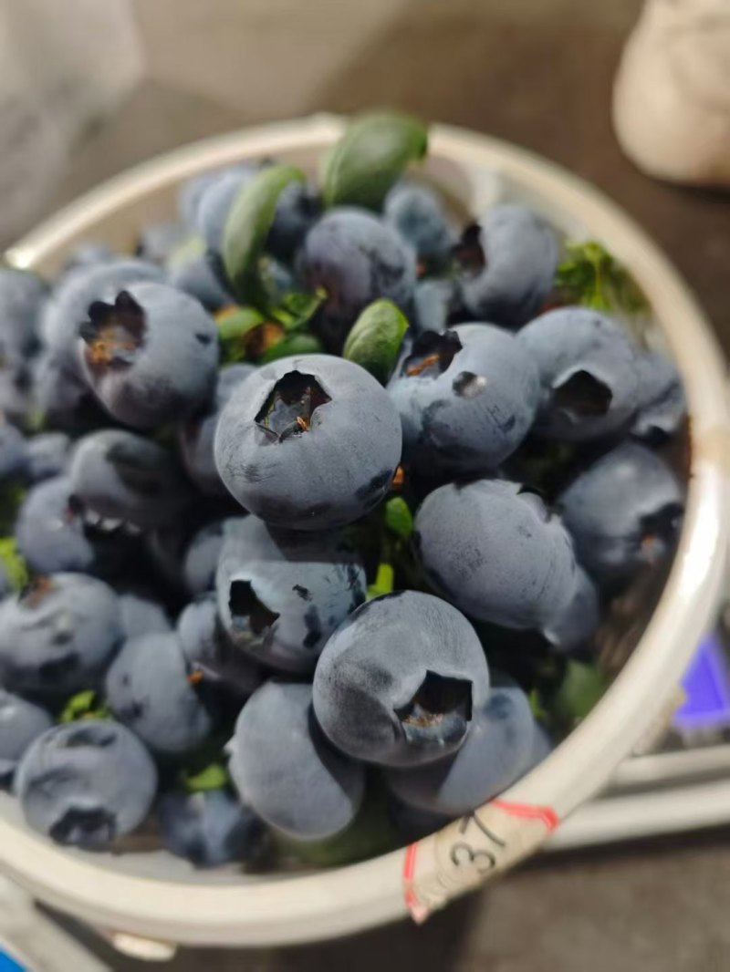大凉山露天花香蓝莓大棚蓝莓