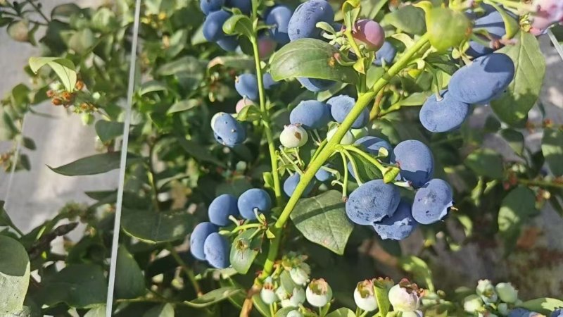 大凉山露天花香蓝莓大棚蓝莓