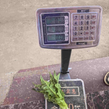 莴笋大量上市