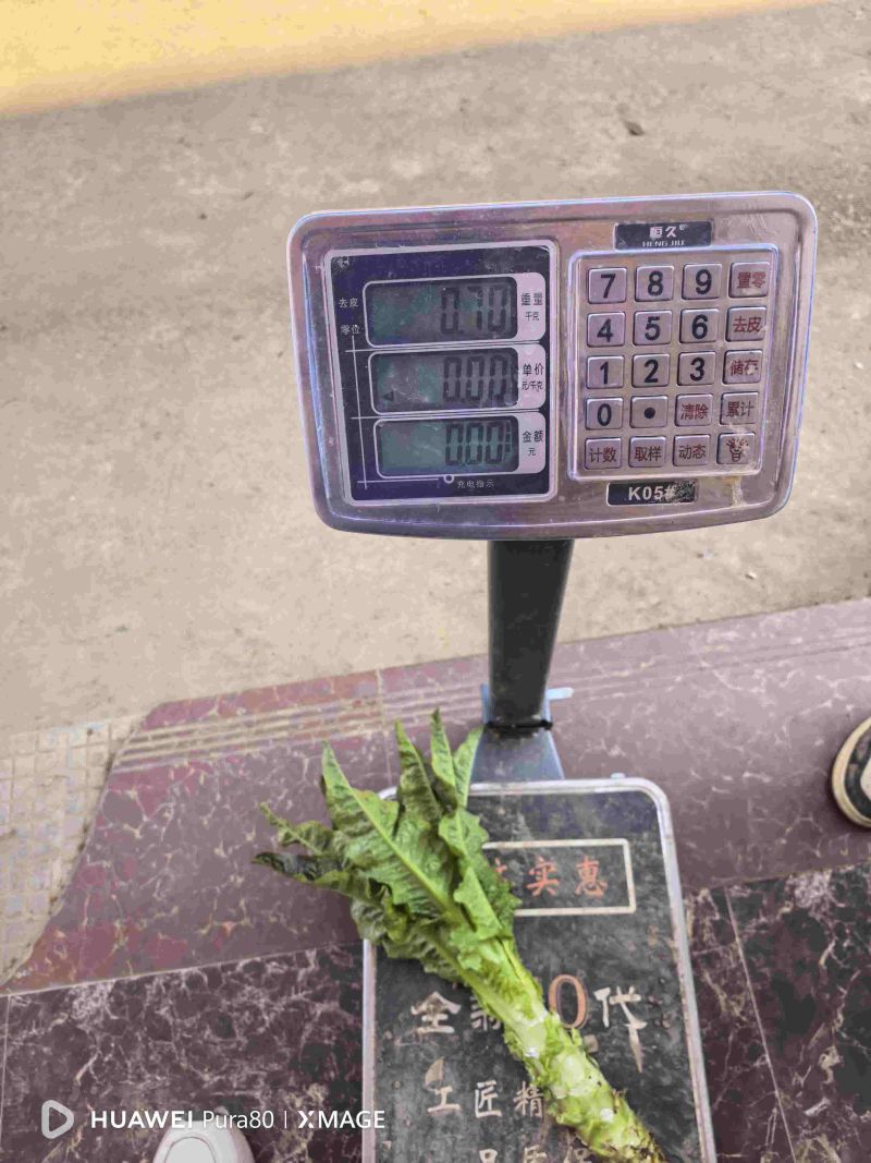 莴笋大量上市