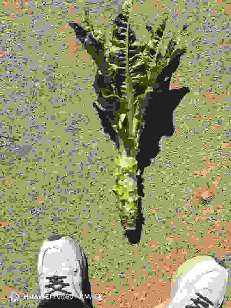 莴笋大量上市
