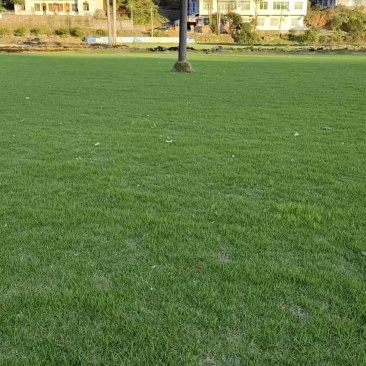 台湾草