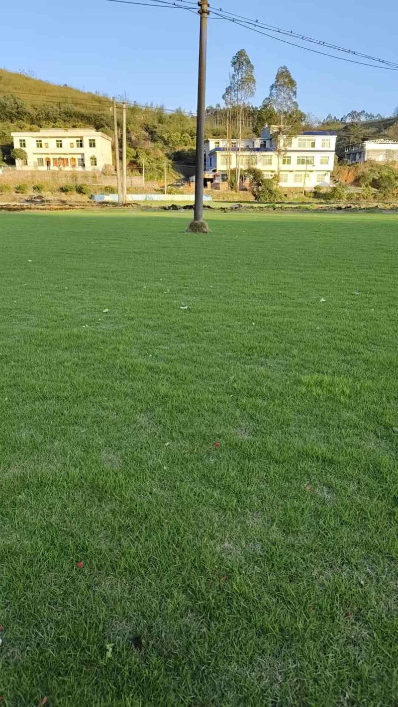 台湾草