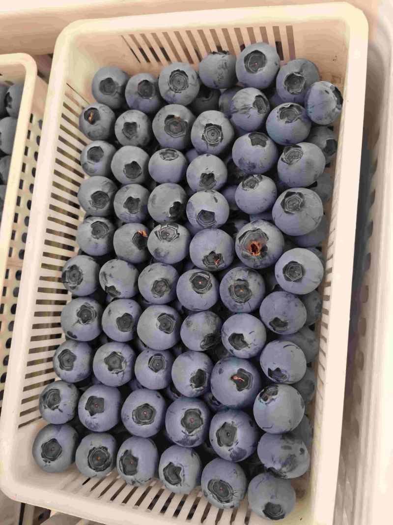 蓝莓销售