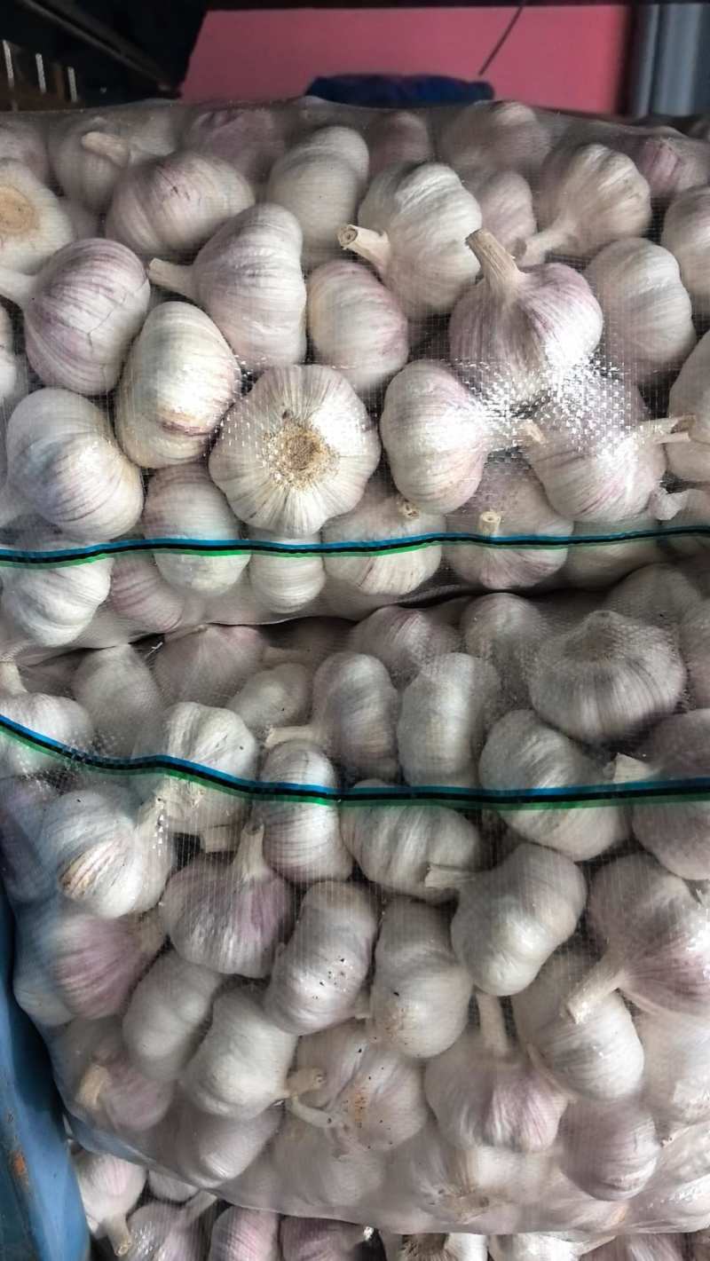 精品质量邳州大蒜