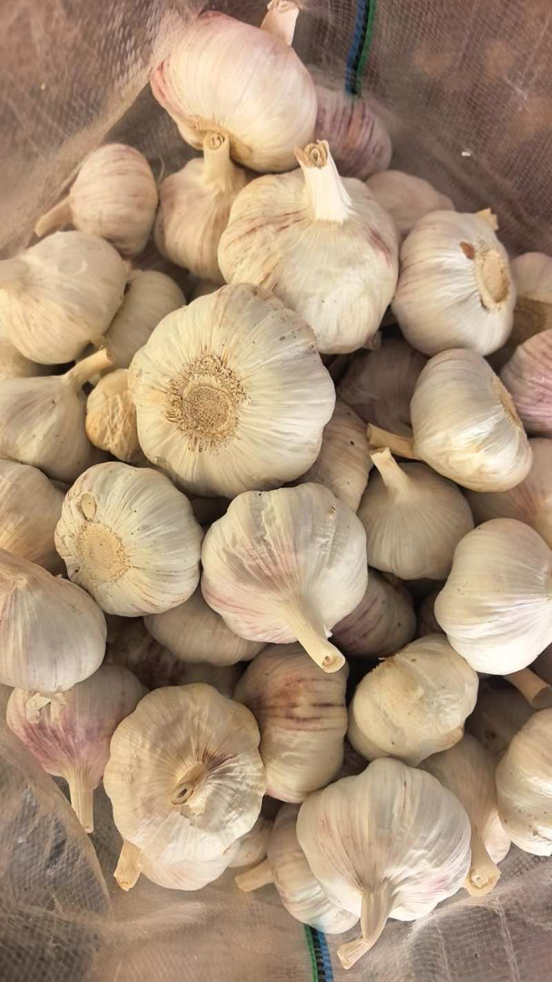 精品质量邳州大蒜
