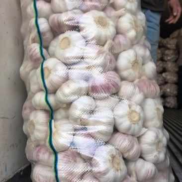 精品质量邳州大蒜