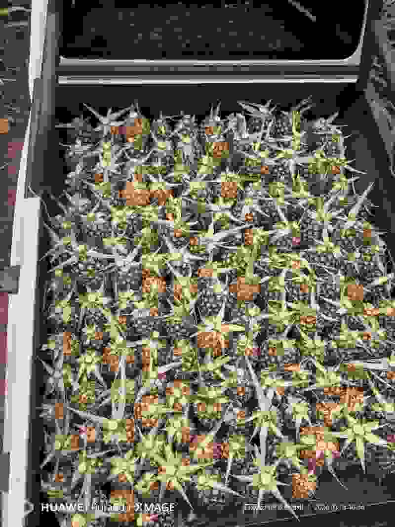 西双版纳凤梨