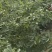 四川九叶青花椒
