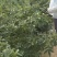 四川九叶青花椒
