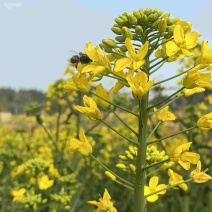 四川遂宁大英油菜籽十几吨