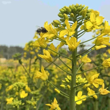 四川遂宁大英油菜籽十几吨