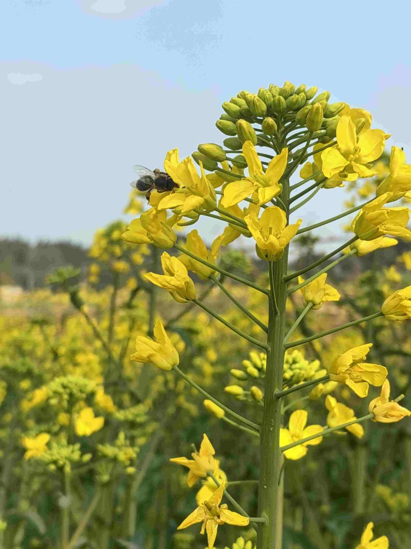 四川遂宁大英油菜籽十几吨