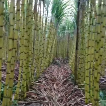 云南瑞丽黄金甘蔗产地直供自家种植，现砍现发甜度高、口感脆