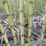云南瑞丽黄金甘蔗产地直供自家种植，现砍现发甜度高、口感脆
