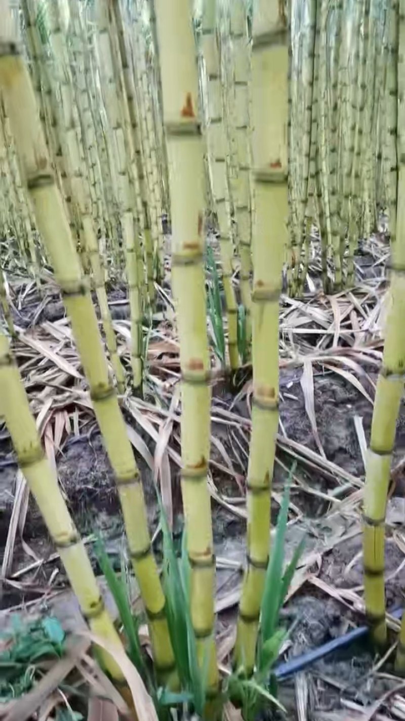 云南瑞丽黄金甘蔗产地直供自家种植，现砍现发甜度高、口感脆