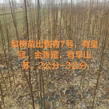 梨树苗