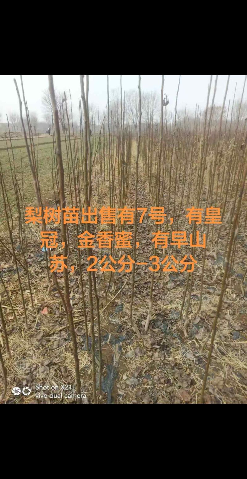 梨树苗
