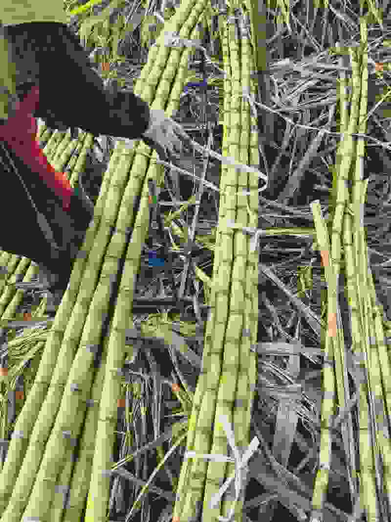 广东甘蔗