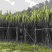 贵州甘蔗找我。#批发甘蔗