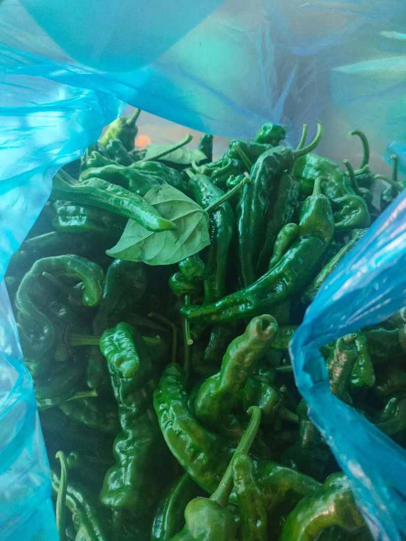 南通小皱皮线椒陇椒