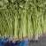 香芹香芹小香芹！1000斤起