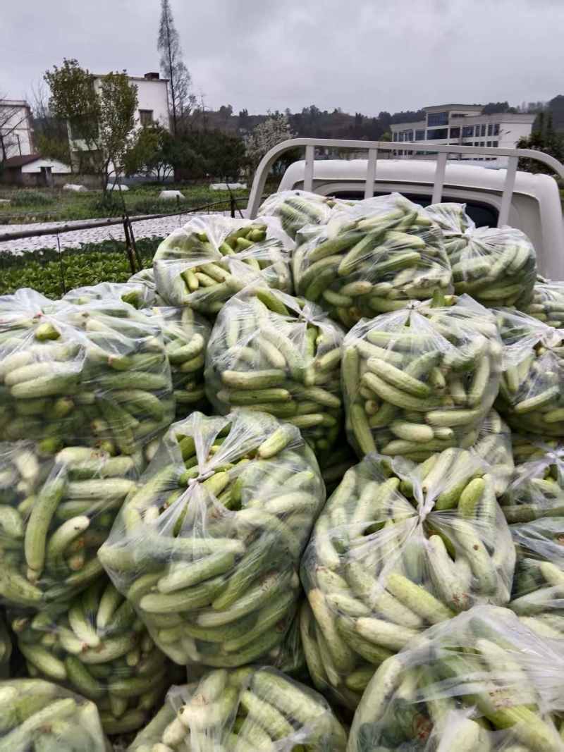 四川燕白黄瓜，旱黄瓜