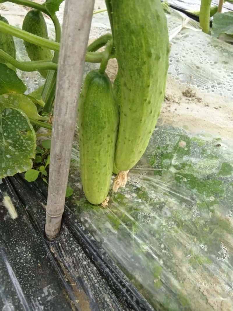 四川燕白黄瓜，旱黄瓜