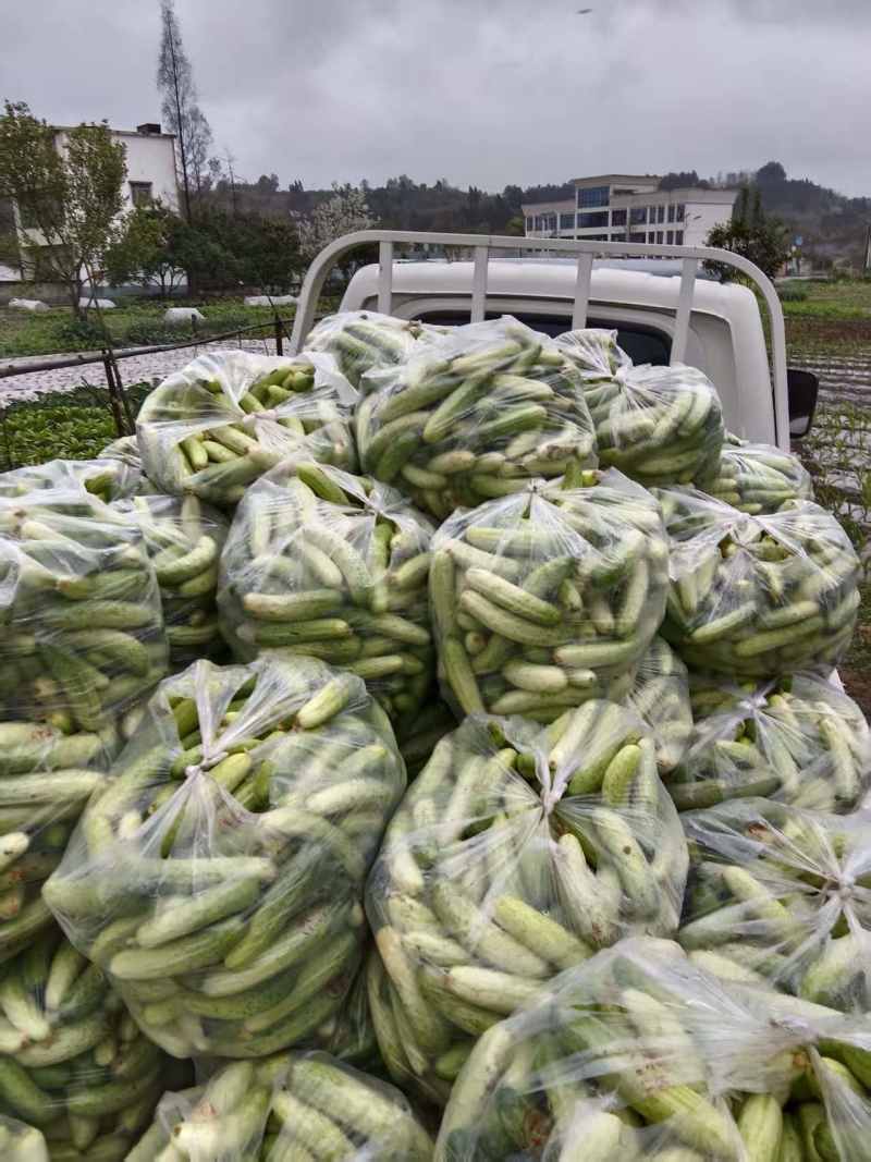 四川燕白黄瓜，旱黄瓜