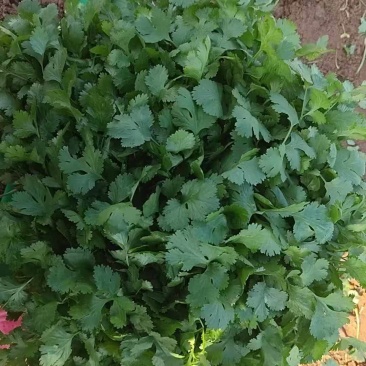 河北邯郸临漳精品香菜大量上市了需要的联系