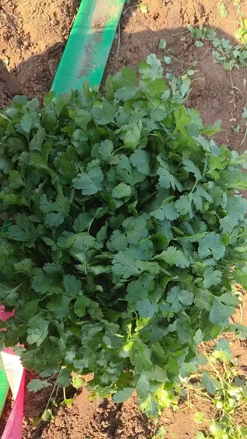河北邯郸临漳精品香菜大量上市了需要的联系