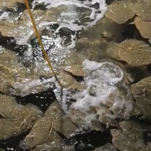 工厂原产地源头批发