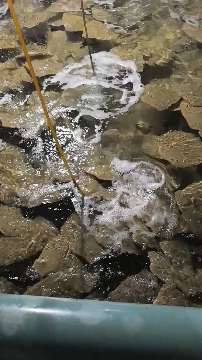 工厂原产地源头批发