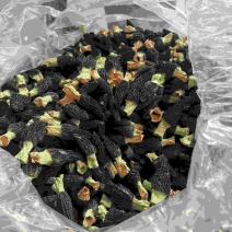 羊肚菌