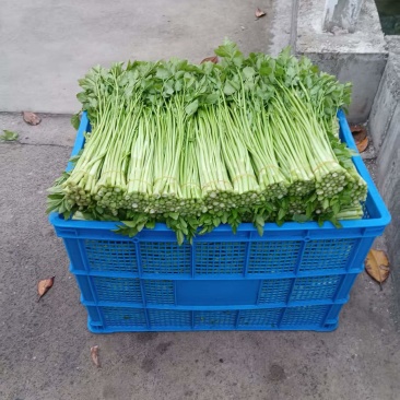 水芹把装