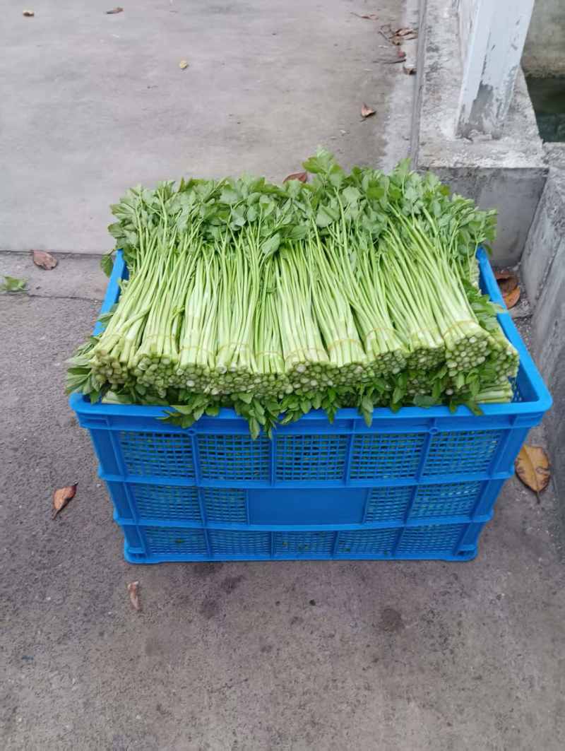 水芹把装