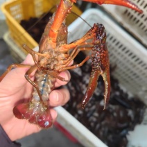 湖北潜江昌俊水产，精品小龙虾