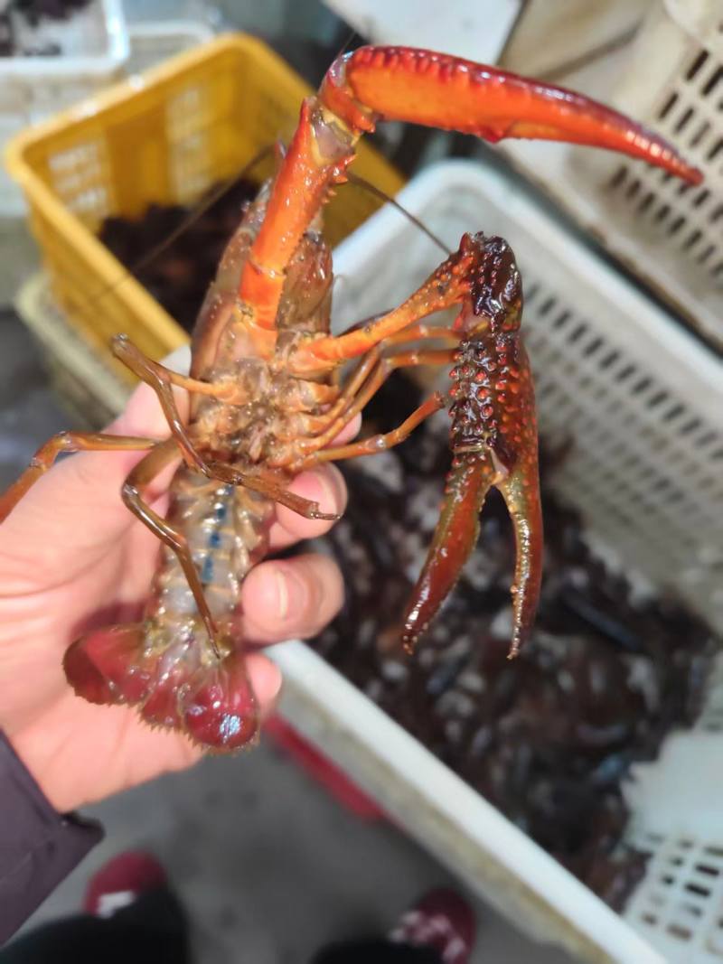 湖北潜江昌俊水产，精品小龙虾