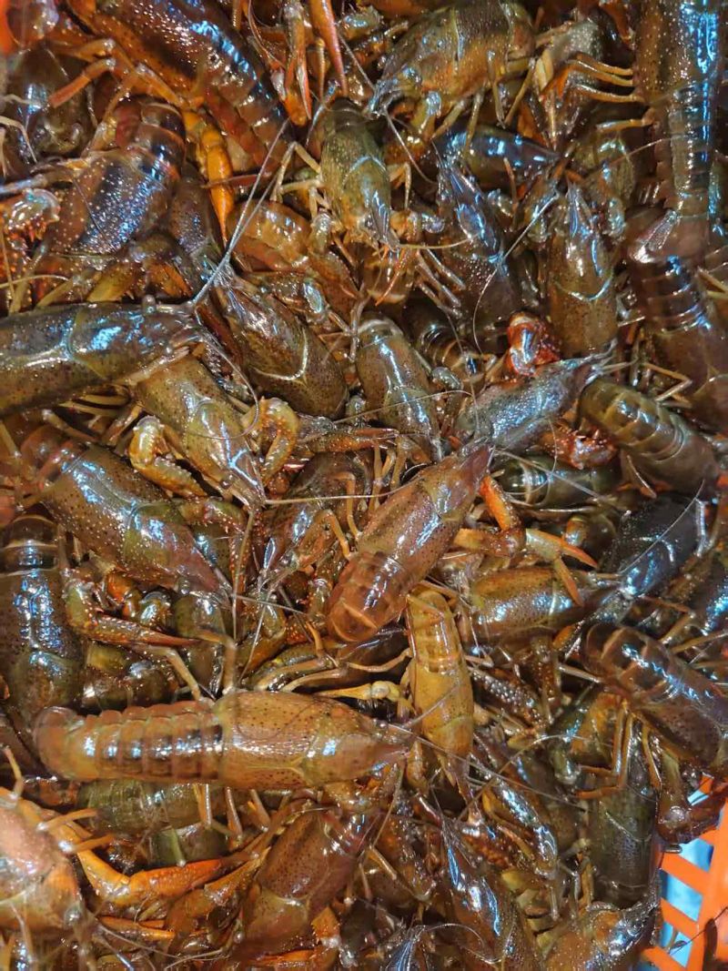 湖北潜江昌俊水产，精品小龙虾