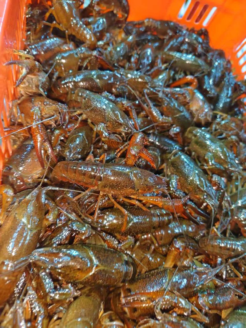 湖北潜江昌俊水产，精品小龙虾