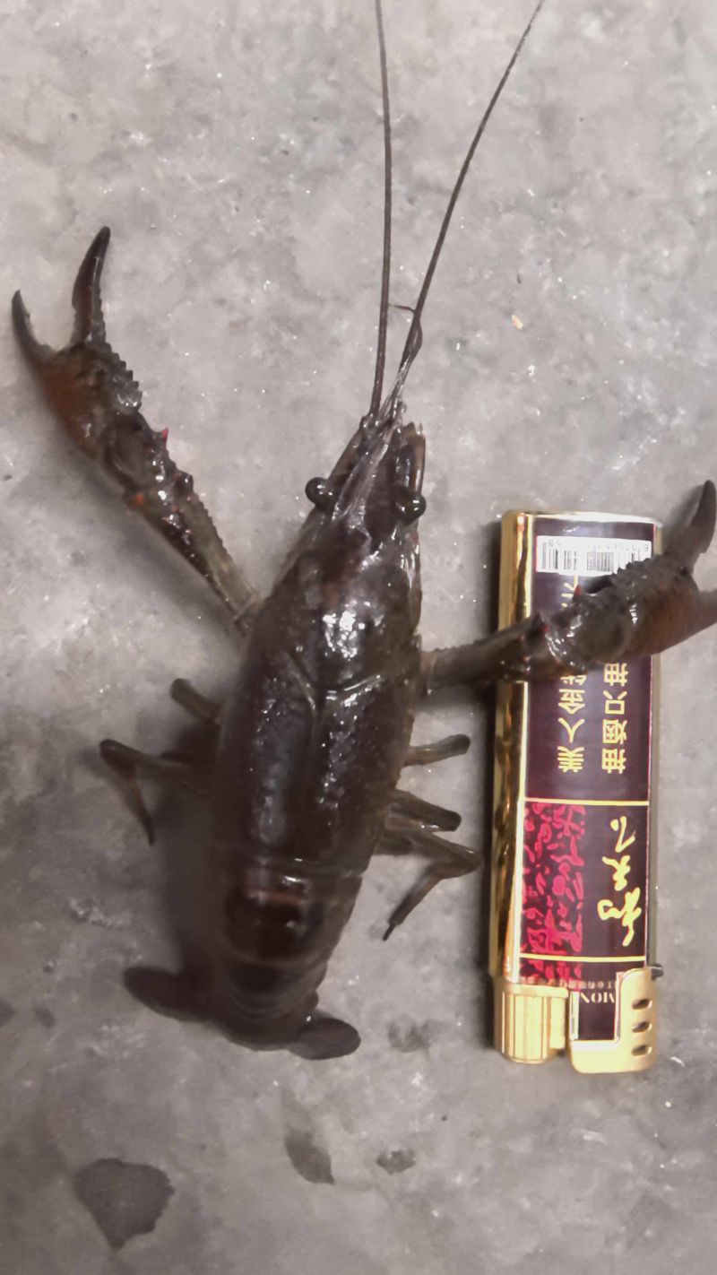 湖北潜江昌俊水产，精品小龙虾