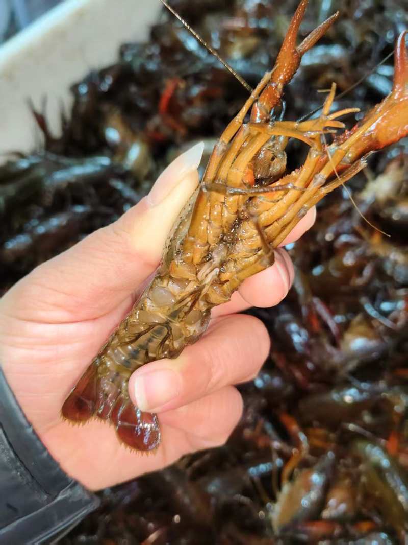 精品小龙虾