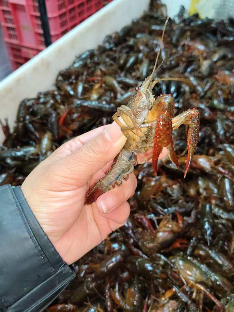 精品小龙虾