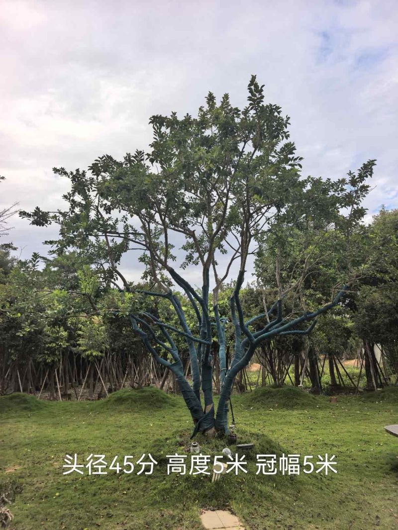 各种单杆、丛生20-60分规格铁冬青待售🌹