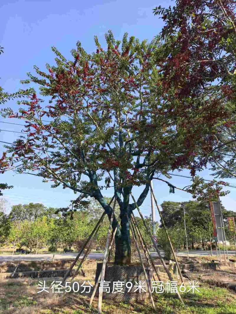 各种单杆、丛生20-60分规格铁冬青待售🌹