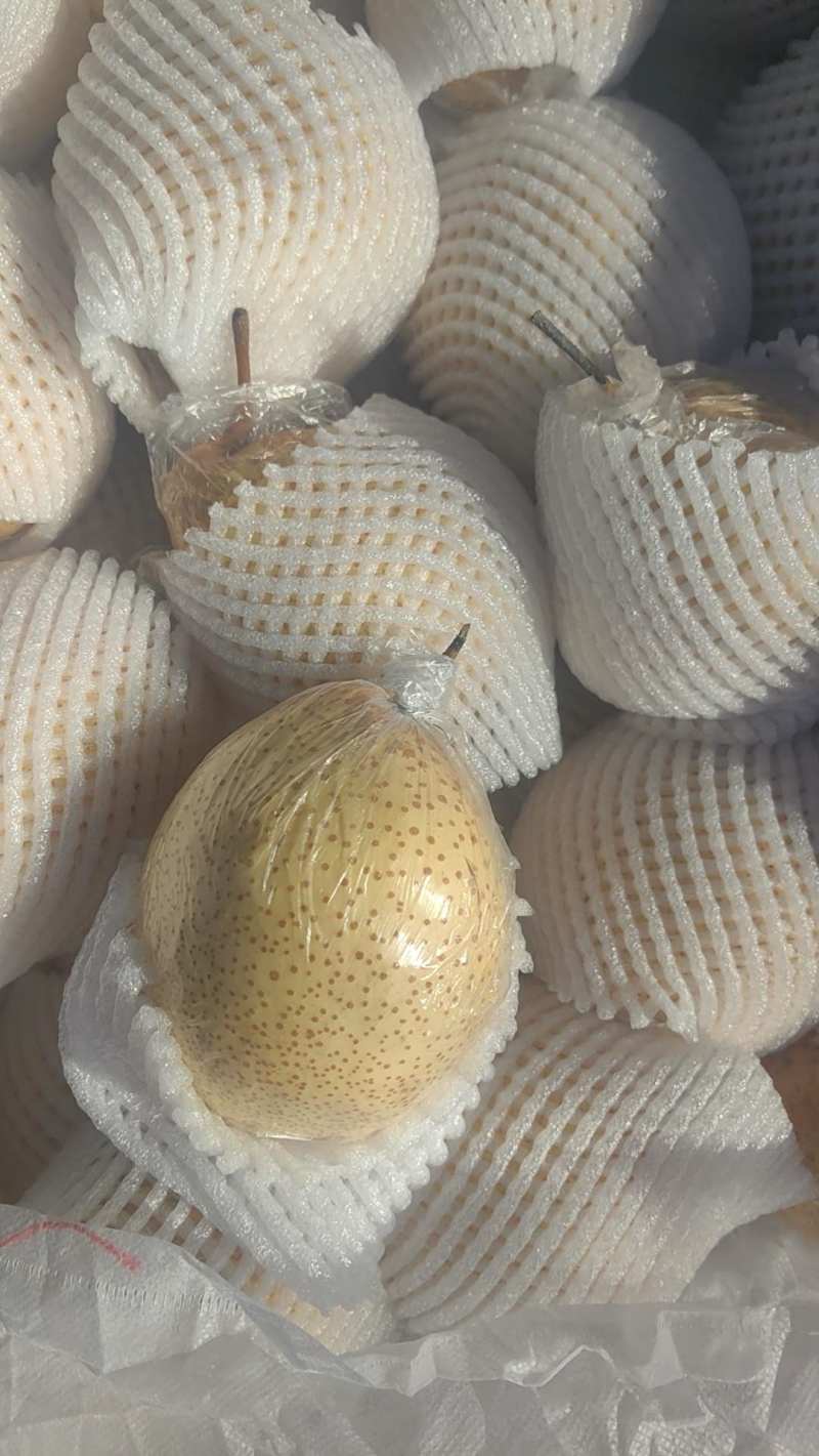 鸭梨