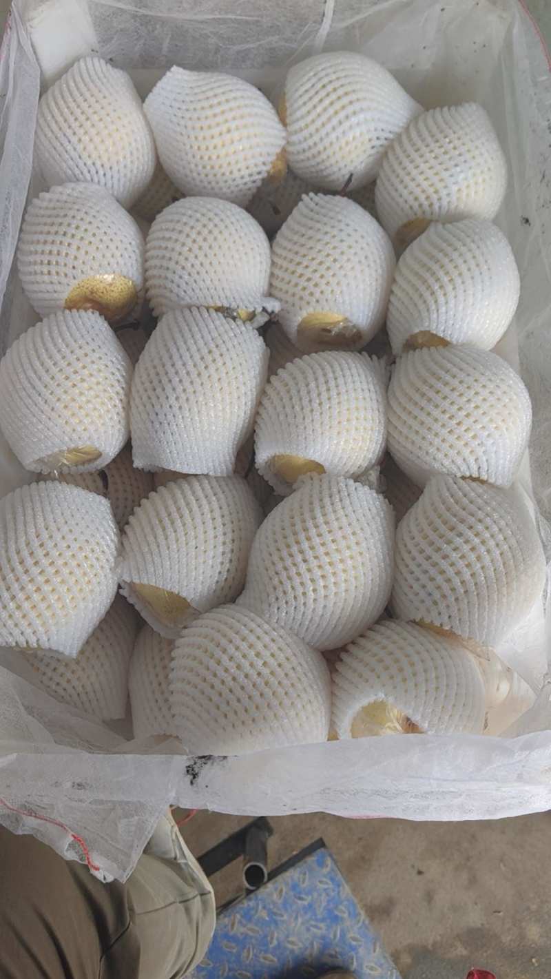 鸭梨