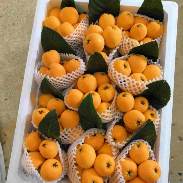 云南高原枇杷，甜枇杷