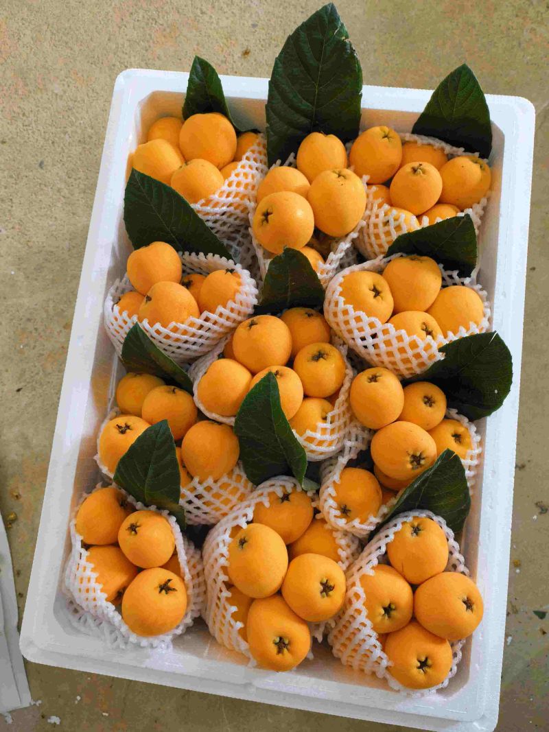 云南高原枇杷，甜枇杷