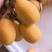 云南高原枇杷，甜枇杷